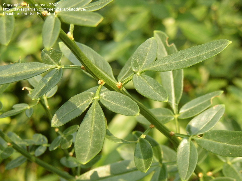 jasmine,yellow jasmine,shrubby jasmine,makebate,یاس زرد ، شوران